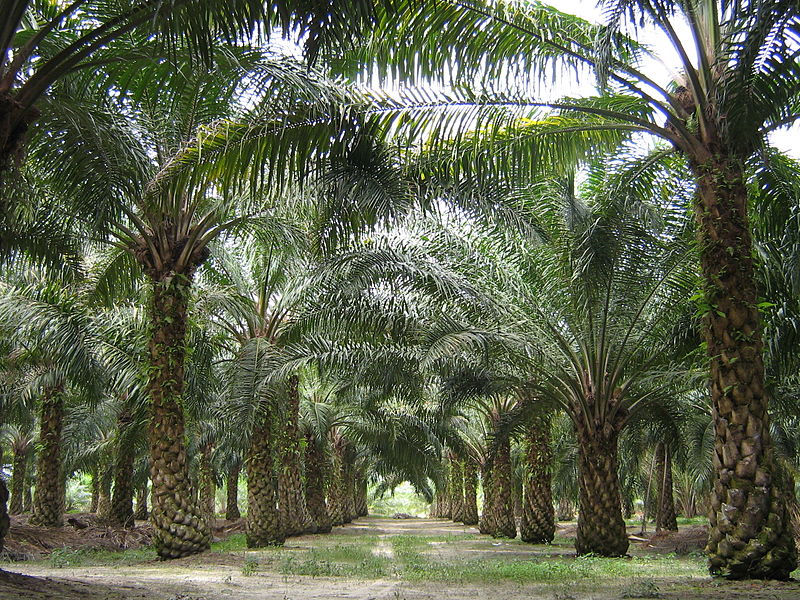 800px-oilpalm_malaysia.jpg