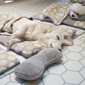 A kutyaovi alvó kutyusai felrobbantották a netet