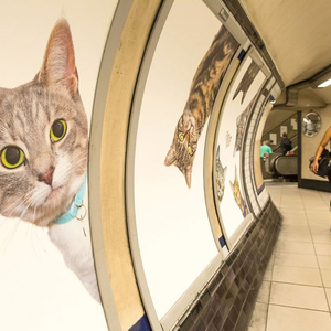 Macskák a metróban, iszonyat menőség Londonban!