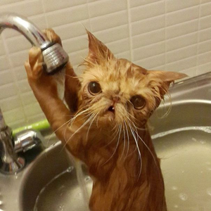 A macskák nem szeretik a vizet: ja, de!