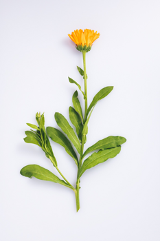 Az árnika újra menő!