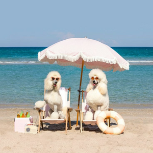 Ide vidd a kutyát strandolni!