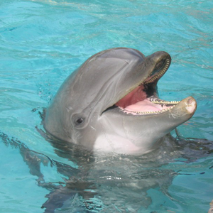Láttál-e már delfint karikázni?