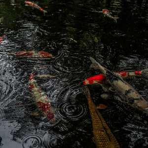 Japán táj, mintha festették volna