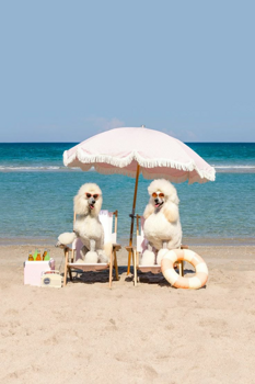 Ide vidd a kutyát strandolni!