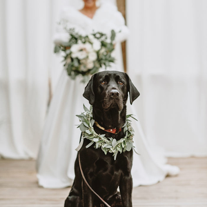 First look: amikor egy kutya meglátja menyasszonyként a gazdit