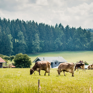 A farm, ahol gyengéden élünk