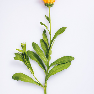 Az árnika újra menő!