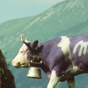 Tudtad, hogy egy magyar férfi öltöztette be lilába a Milka tehenét?