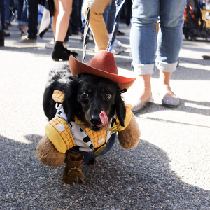 A kutyáknak is jár a beöltözés! Állati cuki Halloween