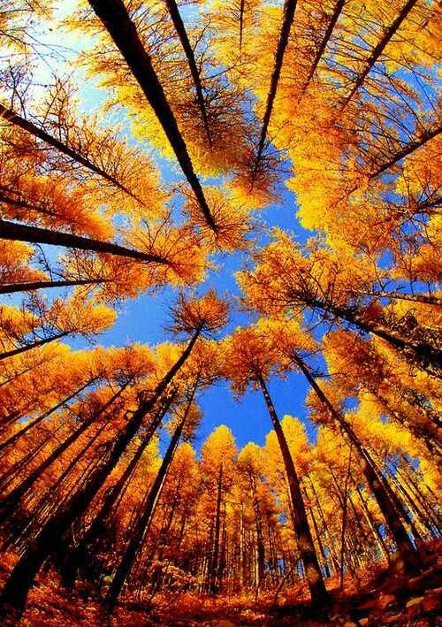 őszi fák.jpg