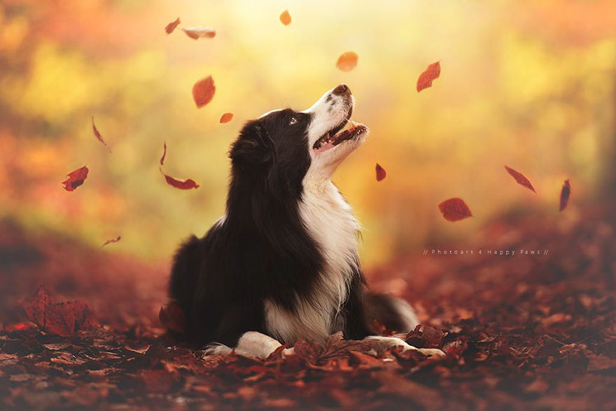 autumn-dog-photography-anne-geier-1.jpg