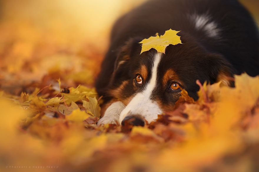 autumn-dog-photography-anne-geier-12.jpg