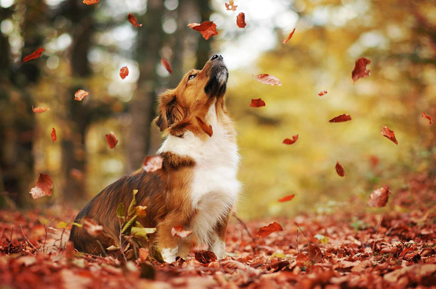 autumn-dog-photography-anne-geier-18.jpg