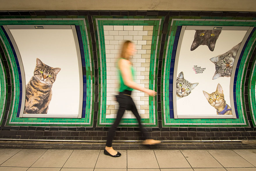 cat-ads-underground-subway-metro-london-11.jpg