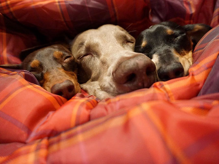 cute-dogs-sleep-together-best-friends-harlow-sage-indiana-reese-1.jpg