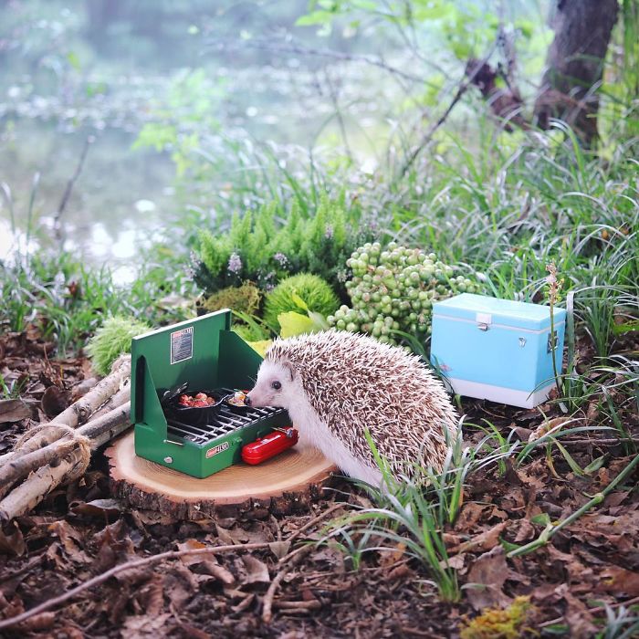 cute-hedgehog-azuki-2-59e5aa1d97335_700.jpg