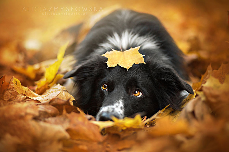 dog-photography-alicja-zmyslowska-2__880.jpg