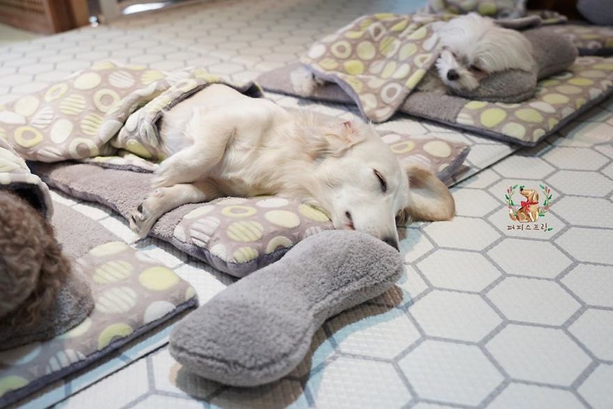 dogs-nap-time-puppy-spring-daycare-center-11-5e008672a7e61_880.jpg