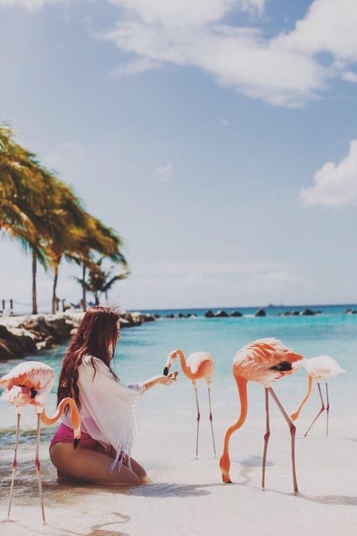 flamingos_etetos.jpg