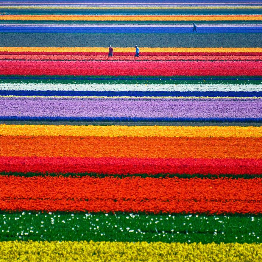 flower-tulip-fields-netherlands-1.jpg