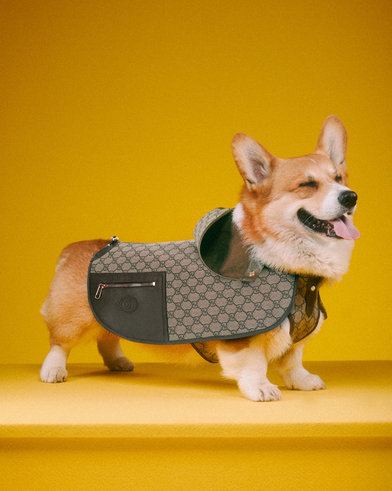 gucci-pets-collection-campaign01.jpg