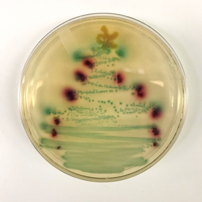 Bakteriális karácsonyfa