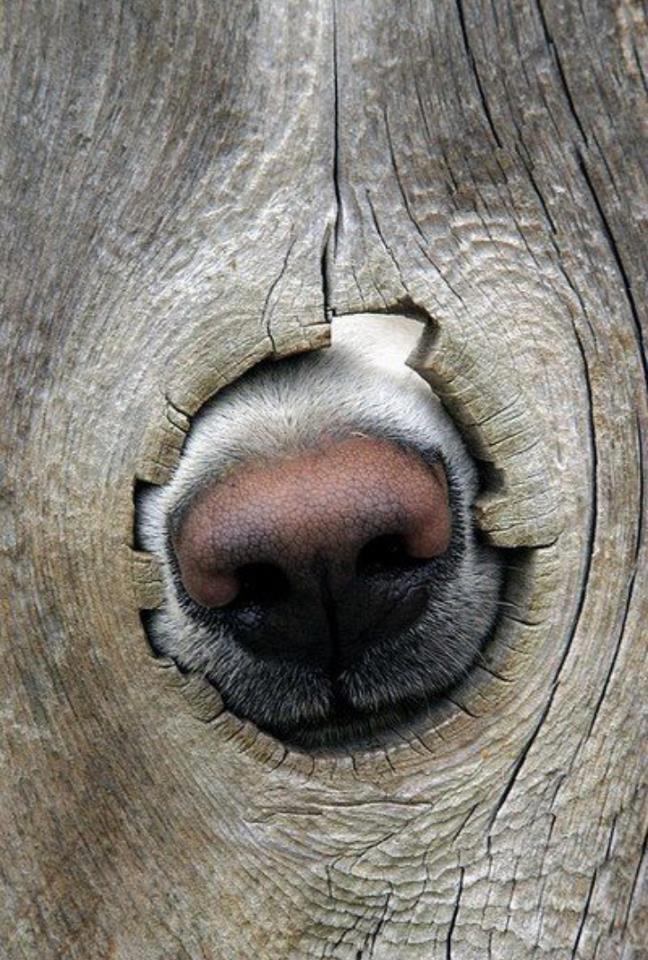 kutya fája.jpg