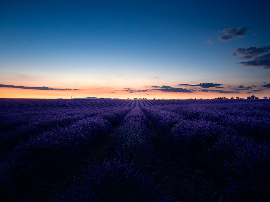 lavender-field-aerial-photography-samir-belhamra-1-5d5f9f76d4651_880.jpg