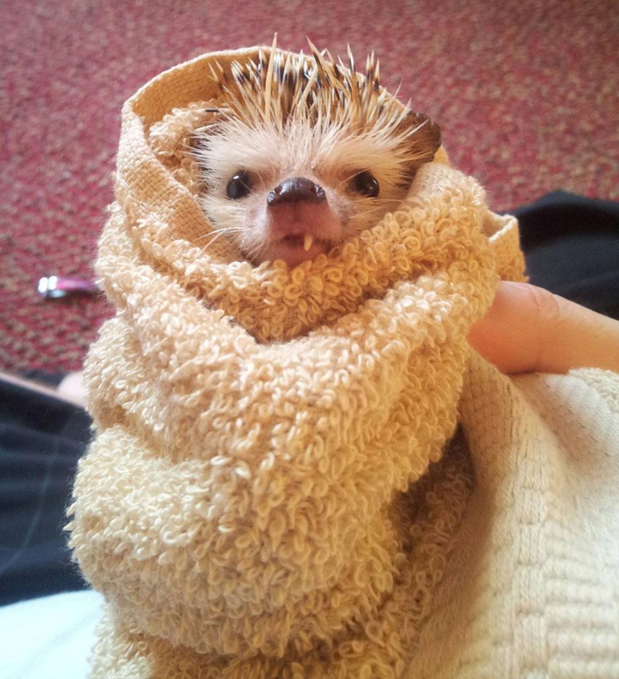 norman-cute-hedgehog-brett-jessie-1.jpg