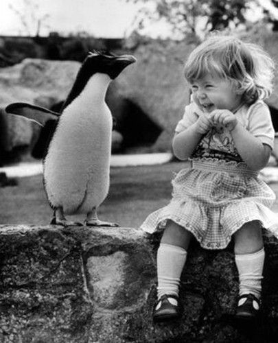 pingvines.jpg
