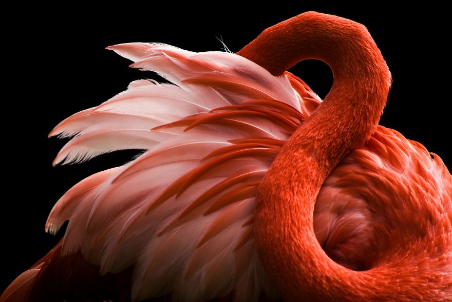 Pink Flamingo Day - Nesze!szer