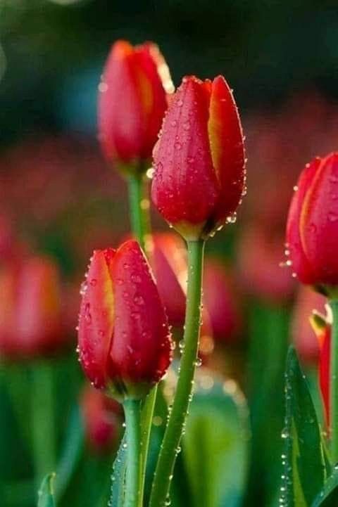 piros_tulipan.jpg