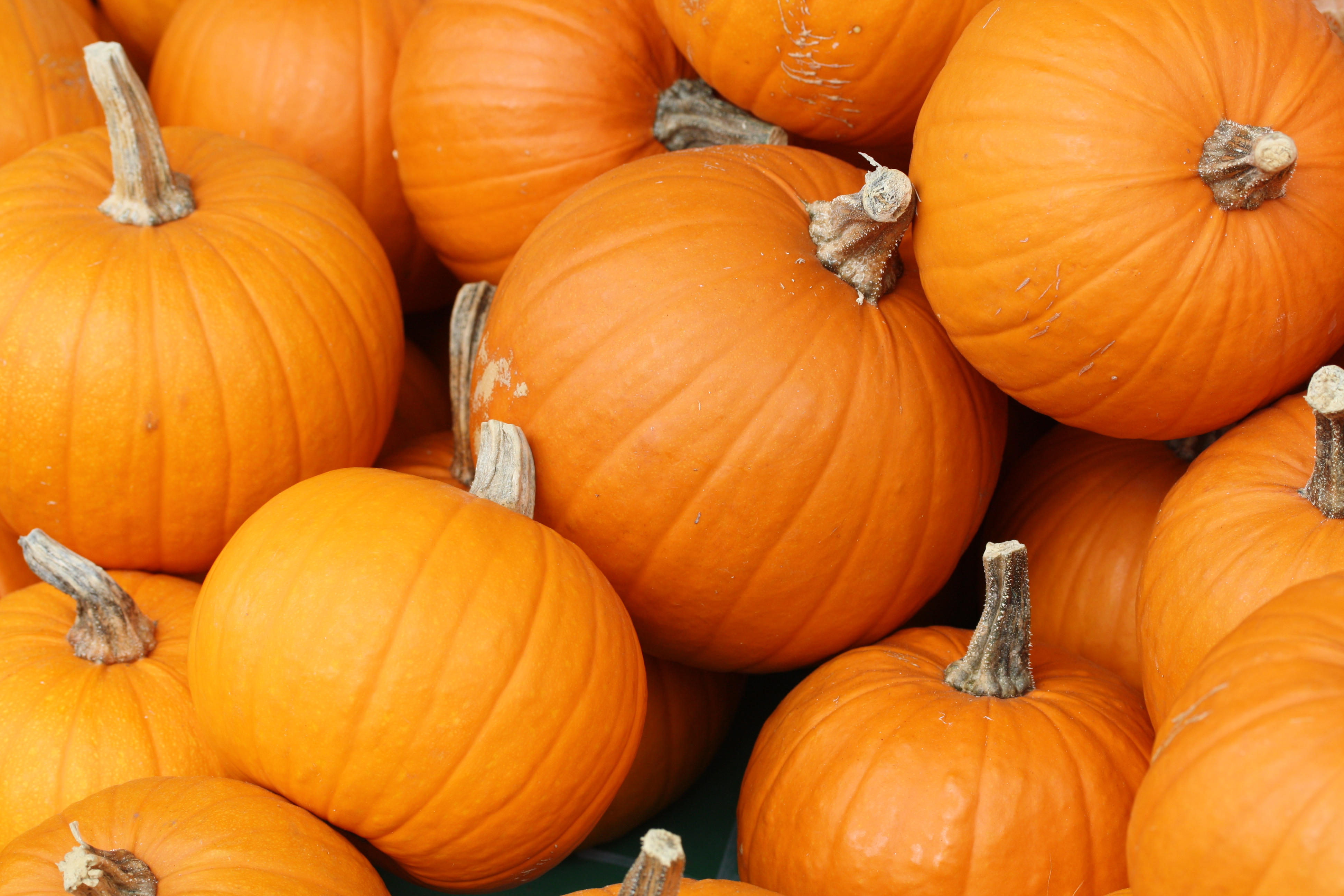 pumpkin-01.jpg