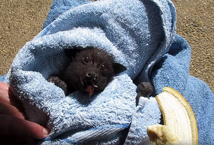 rescued-baby-bat-eat-banana-miss-alicia-3.jpg