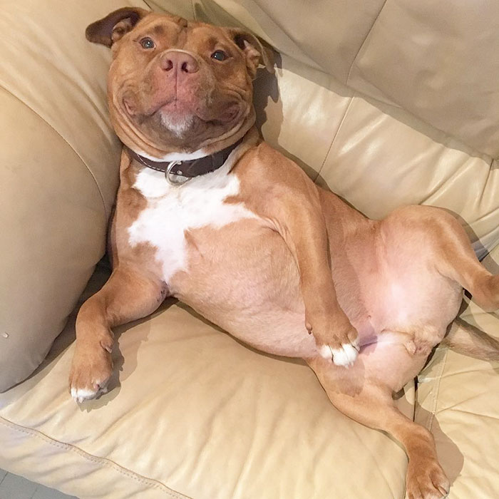 rescued-smiling-pitbull-meaty-17.jpg