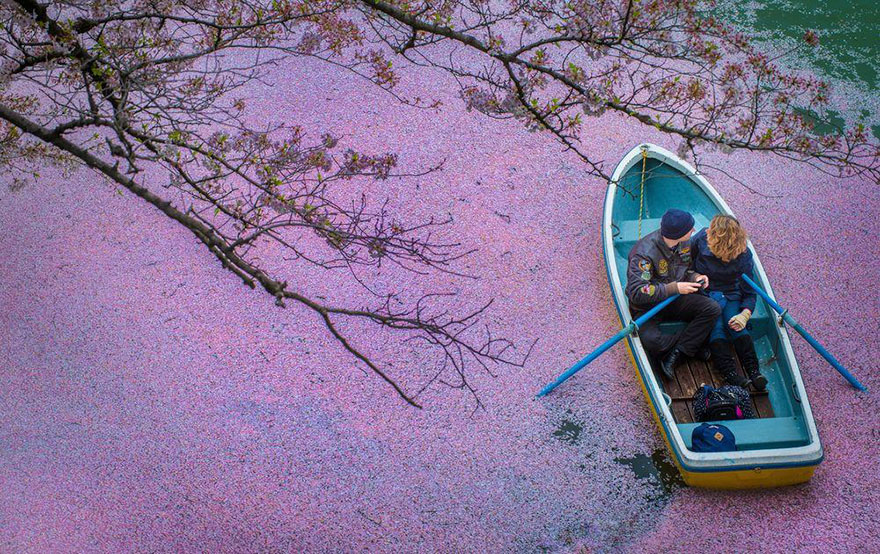 sakura-cherry-blossom-drone-photography-danilo-dungo-japan-13.jpg