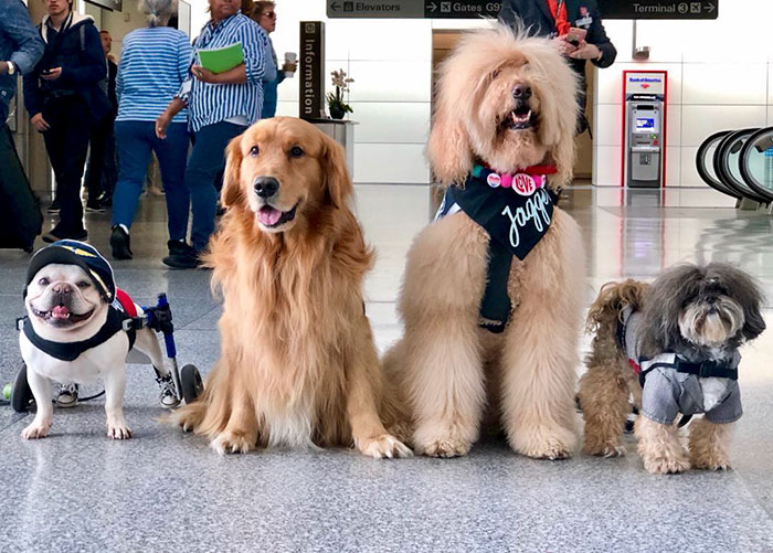 san-francisco-airport-therapy-support-animals-wag-brigade-1-5e4fac3e5e31b_700.jpg