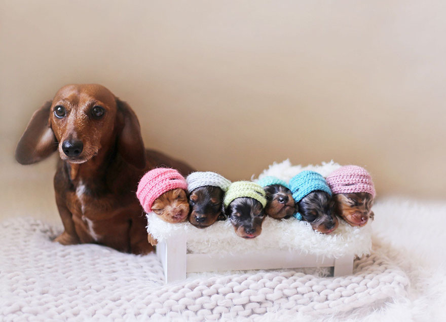 sausage-dog-maternity-photoshoot-puppies-2.jpg