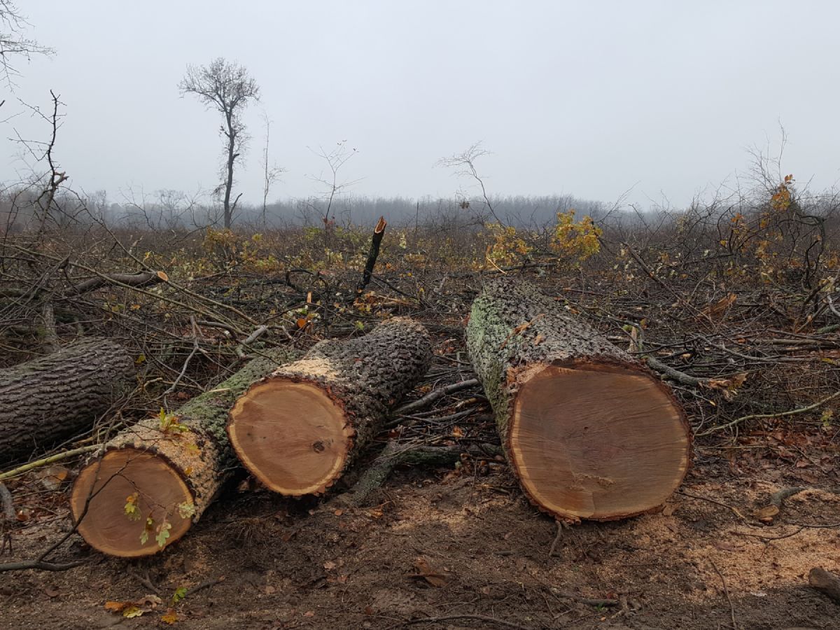 tarvagas_kiskunsag_foto_galhidy_laszlo_wwf.jpg