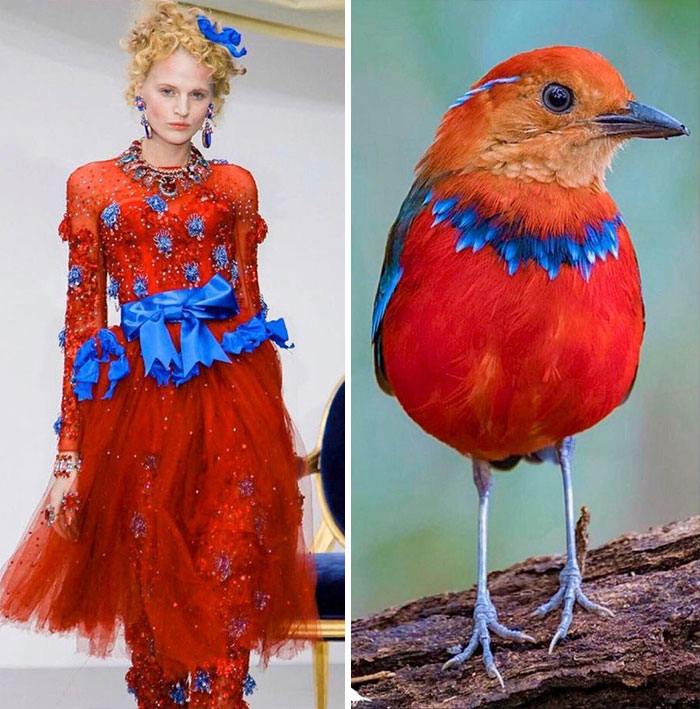 this-instagram-account-is-dedicated-to-show-parallels-between-fashion-and-nature-and-its-hard-not-to-fall-in-love-with-it-60506b871b04c_700.jpg