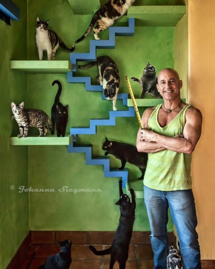 this-man-turned-his-home-into-a-cats-paradise-620cedc30869c_700.jpg