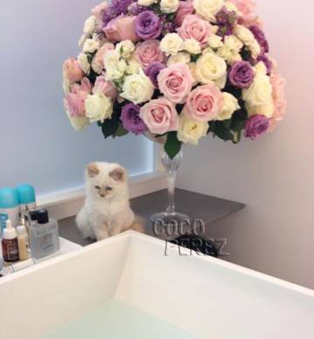 karl-lagerfeld-new-kitten-choupette__oPt.jpg