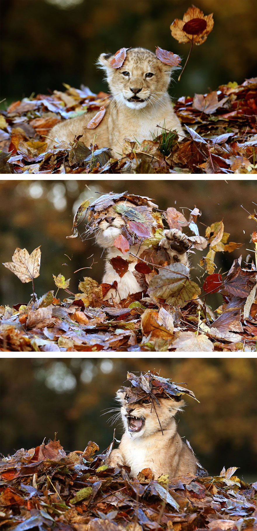 autumn-animals-2_880.jpg