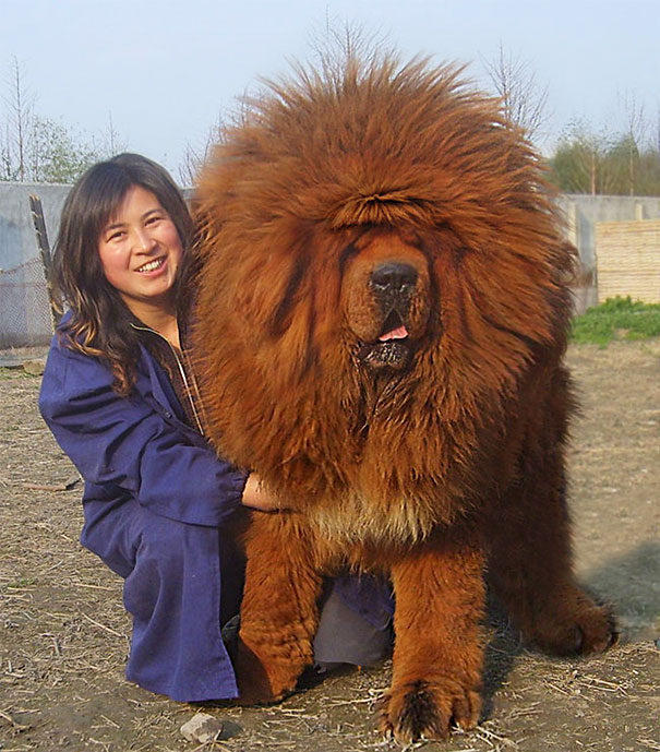 big-dog-funny-animal-photos-3_605.jpg