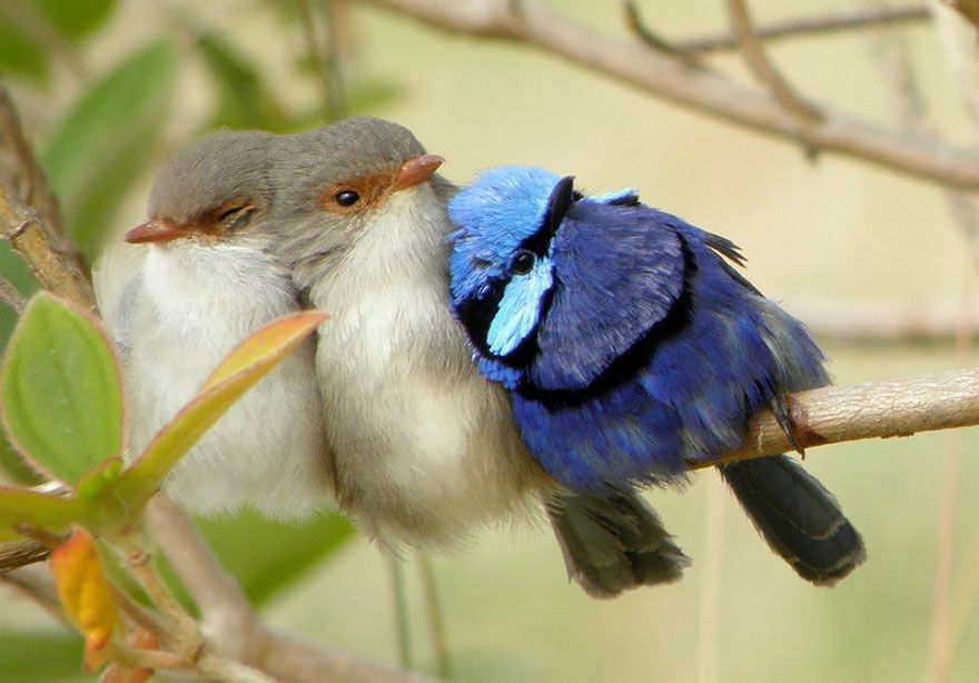 birds-keep-warm-bird-huddles-8_880.jpg