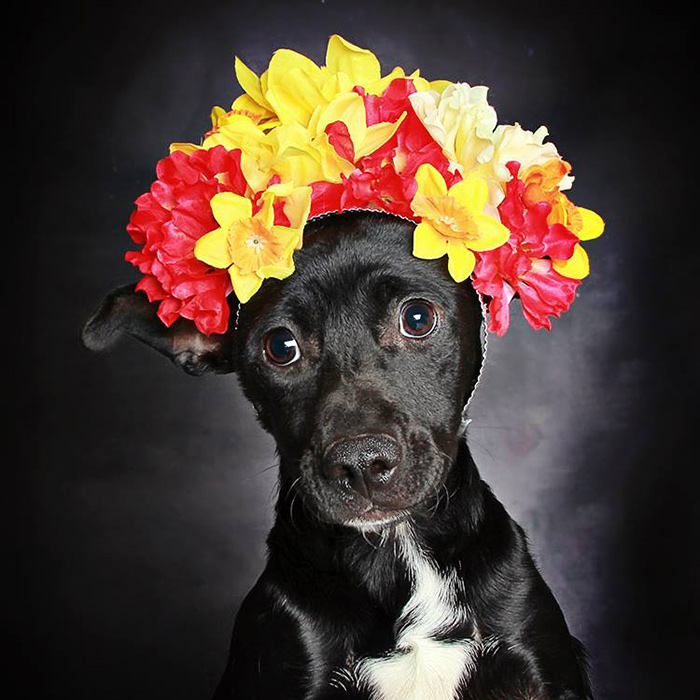 black-dog-portraits-floral-crown-guinnevere-shuster-8.jpg