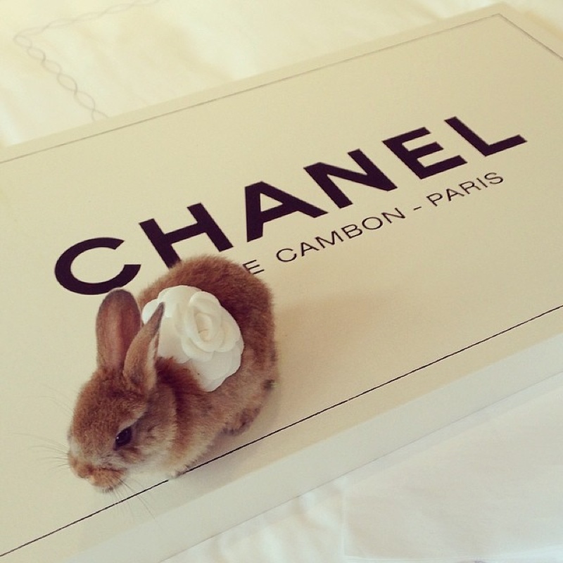 cecil-bunny-delevingne4.jpg