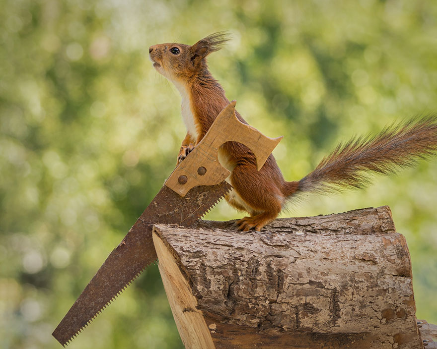 cute-squirrel-photography-geert-weggen-8.jpg