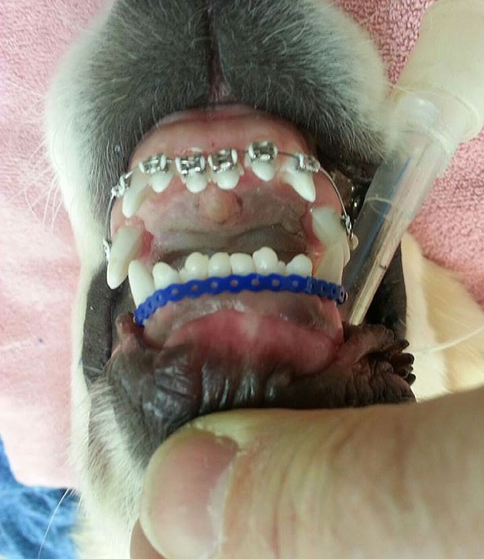 dog-braces-golden-retriever-teeth-problems-wesley-molly-moore-1.jpg